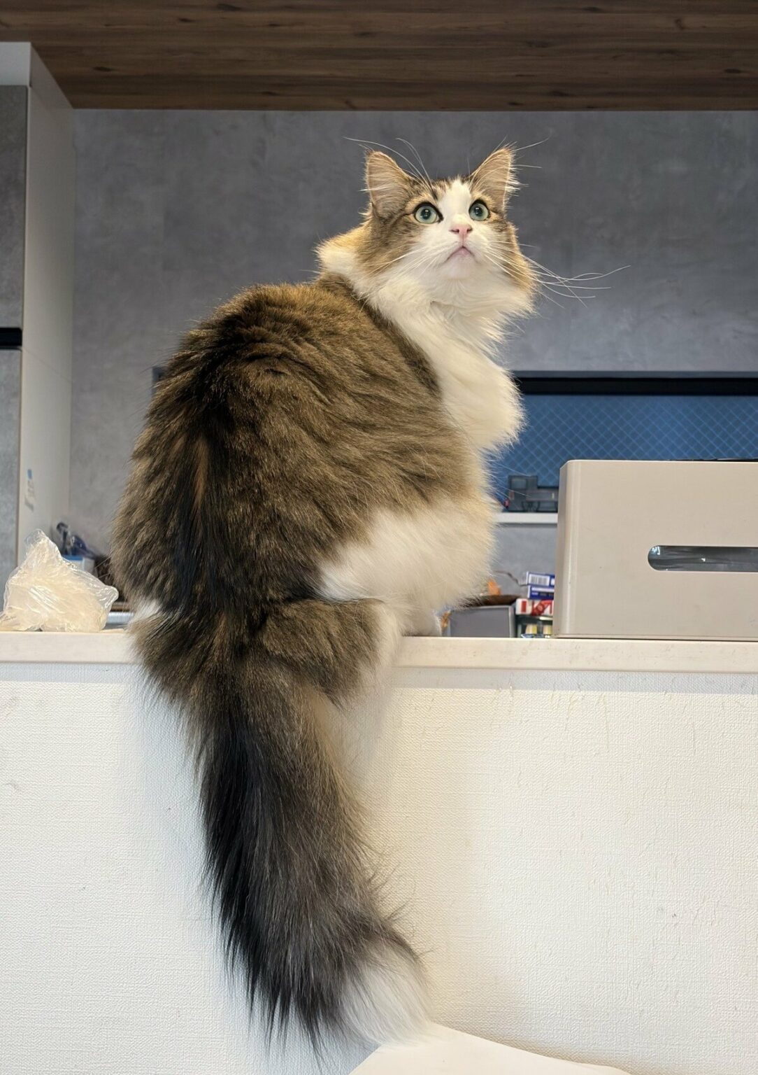 5歳の弟が母と描いた「愛猫」の絵。毛流れまで再現されたハイセンスな仕上がりに圧倒される! 投稿主に編集部がインタビュー! 「猫の飼育費用事情」についても解説 | LIMO 5歳の弟が母と描いた「愛猫」の絵。毛流れまで再現されたハイセンスな仕上がりに圧倒される! 投稿主に編集部がインタビュー! 「猫の飼育費用事情」についても解説 | LIMO