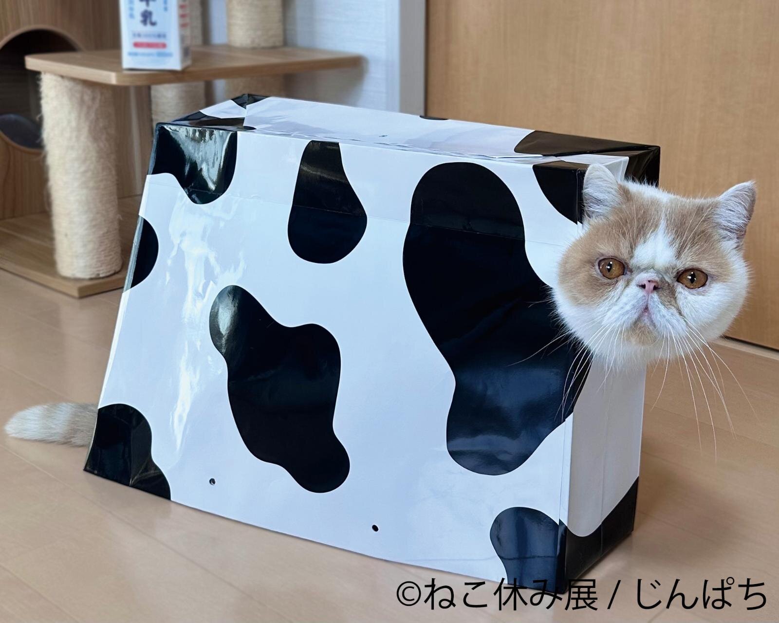 展示作品：じんぱち