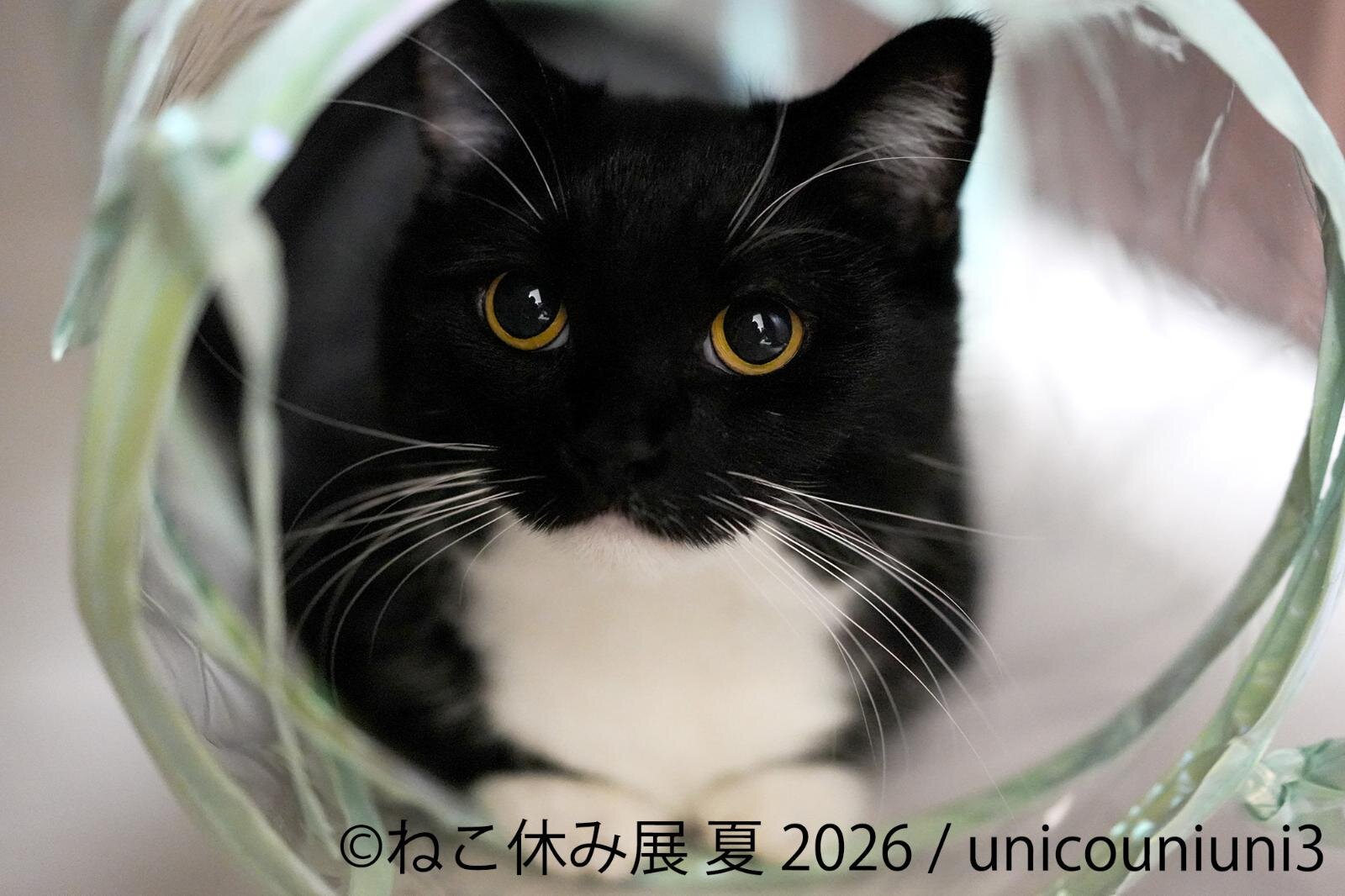 展示作品：unicouniuni3