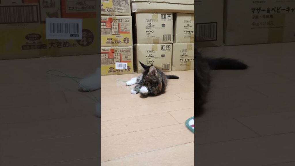 お転婆メインクーン子猫アンちゃん