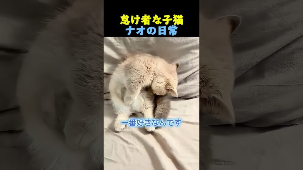 怠け者な子猫ナオの日常🐈 #子猫  #cat #cute