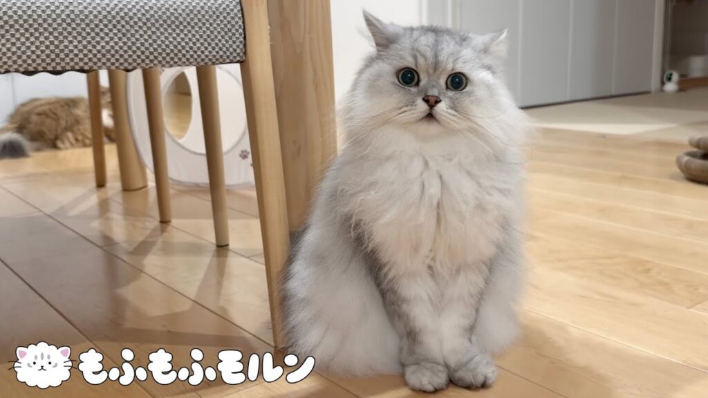 新しいiPhone 18 Pro Maxで猫を撮影してみました 【サイベリアン】