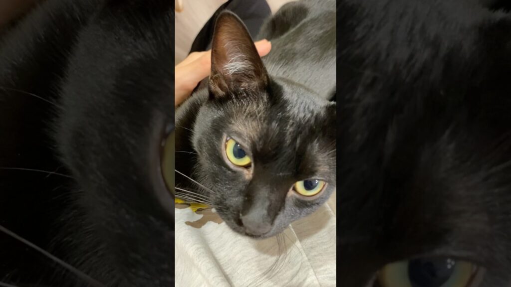 ゴロゴロスリスリ❤黒猫ボンベイ　#cat #ねこ #ねこのいる生活 #ねこのいる暮らし #ねこ動画 #猫 #猫好きさんと繋がりたい #かわいい #癒やし #甘えん坊