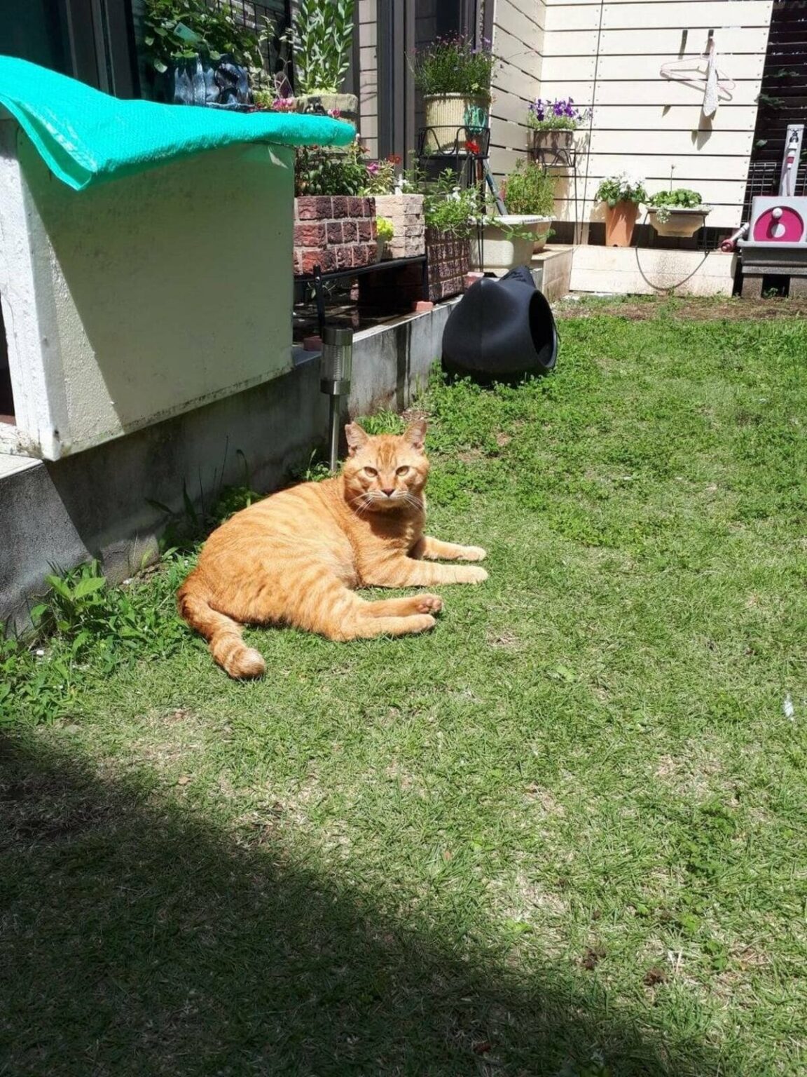 「これが、こう」猫を保護する前と後のビフォーアフター 外にいるときよりも「強そう」な姿にホッコリ | LIMO | くらしとお金の経済メディア 「これが、こう」猫を保護する前と後のビフォーアフター 外にいるときよりも「強そう」な姿にホッコリ | LIMO | くらしとお金の経済メディア