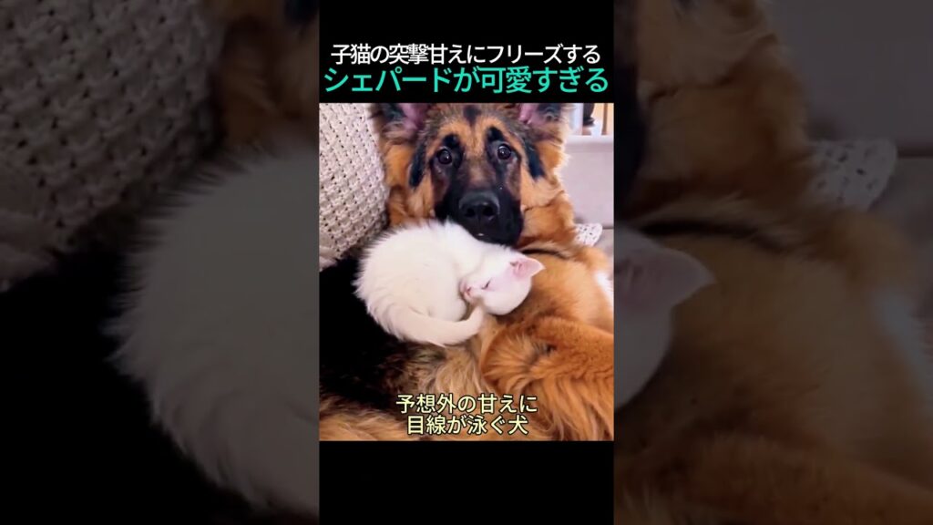 ❤️450万❤️子猫の突撃甘えにフリーズするシェパードが可愛すぎるｗｗ