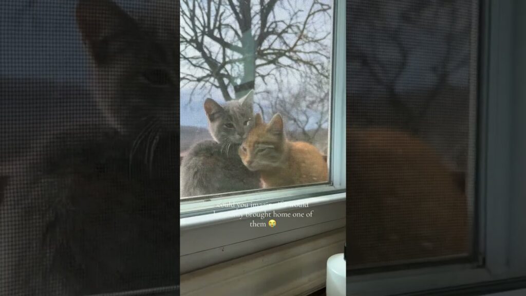 Trust me, you know exactly what kind of day this Manx kitten is having