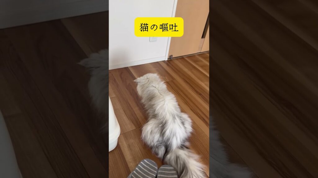 猫の嘔吐 #shorts #ペルシャ #cat #嘔吐 猫の嘔吐 #shorts #ペルシャ #cat #嘔吐