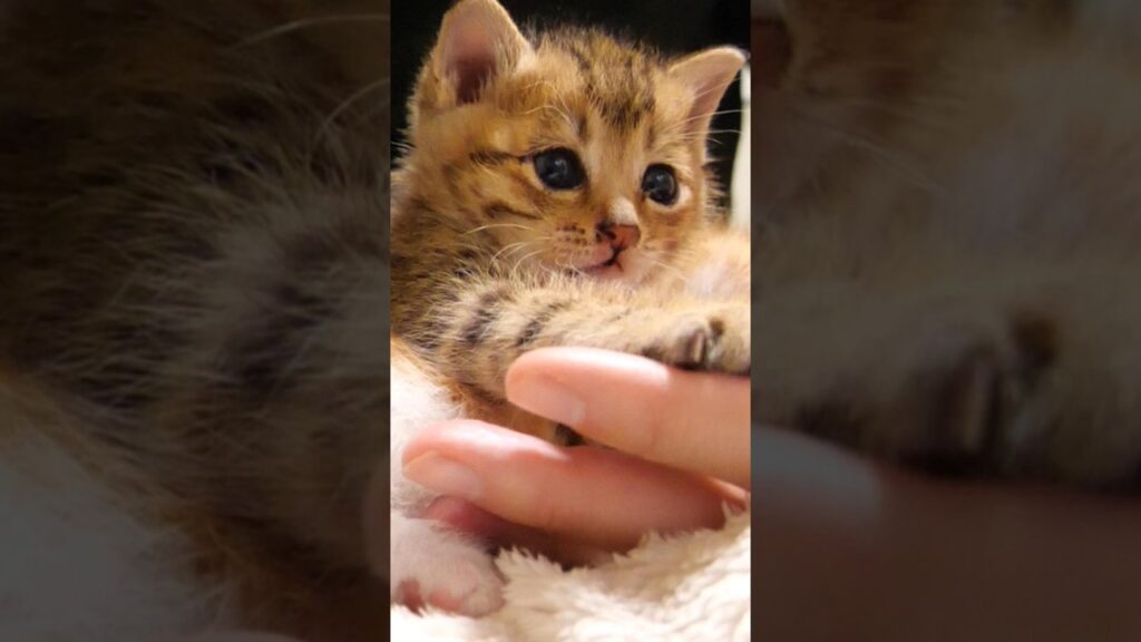手のひらサイズの子猫のゴロゴロ音で癒されて下さい【赤ちゃん猫 保護猫】 #kitten #子ネコ #cat #meow #cute #好きな子猫 #エウレカねこ部 #子猫 #gatto #保護猫 手のひらサイズの子猫のゴロゴロ音で癒されて下さい【赤ちゃん猫 保護猫】 #kitten #子ネコ #cat #meow #cute #好きな子猫 #エウレカねこ部 #子猫 #gatto #保護猫