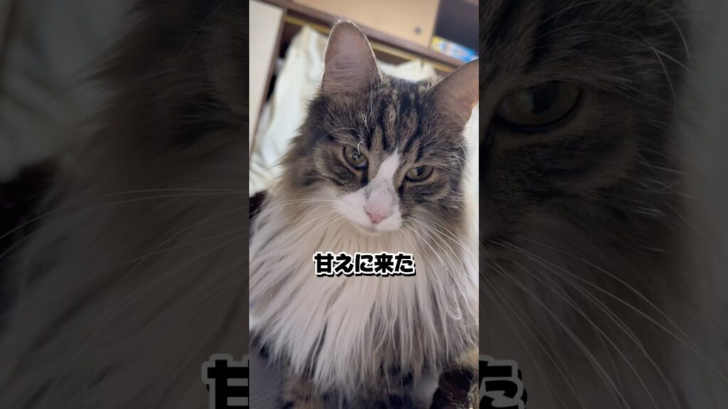 マイペースな猫様♡#メインクーン #cat #多頭飼い