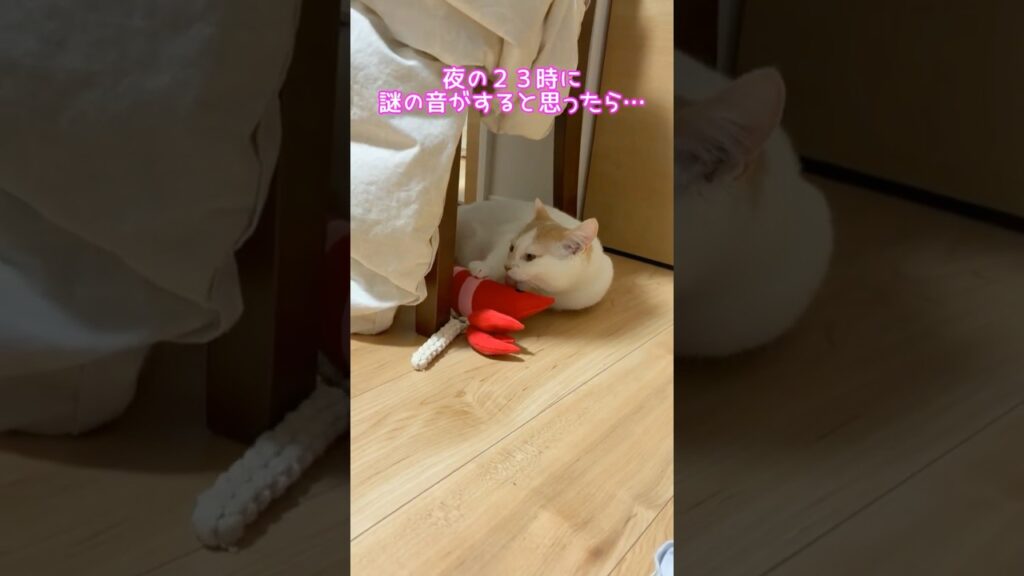 【隠し撮り】寝室に轟く謎のざりざり音 #猫 #ねこ #子猫
