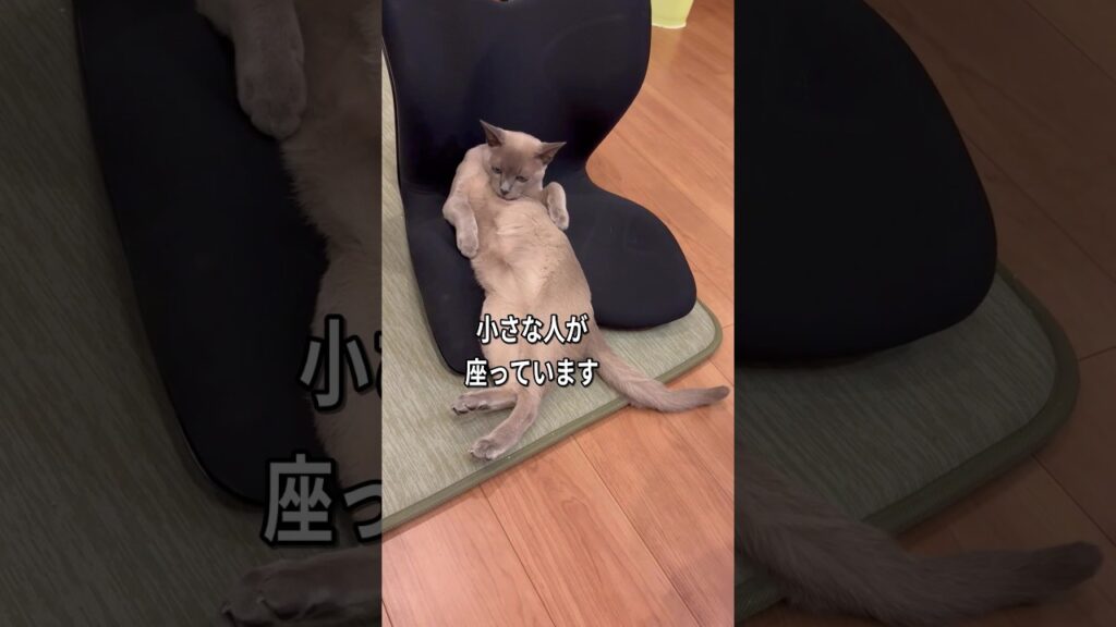 座椅子に小さな人｜と思ったらトンでした