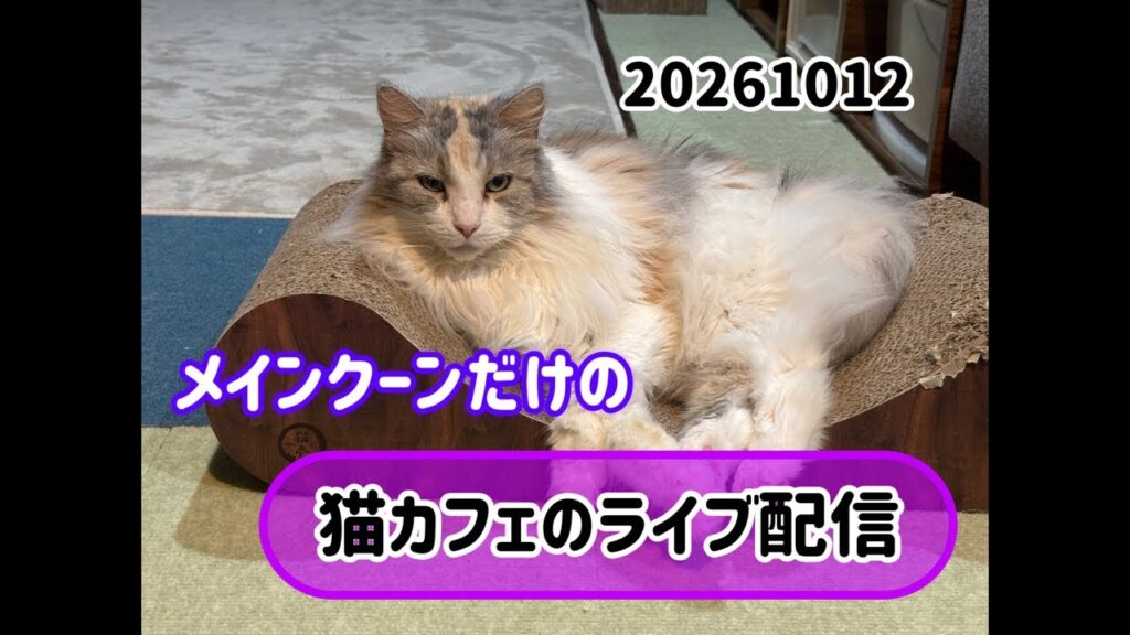 20261012メインクーンだけの【猫カフェの出勤風景】#cat #cooncat #mainecat #もふもふ 20261012メインクーンだけの【猫カフェの出勤風景】#cat #cooncat #mainecat #もふもふ