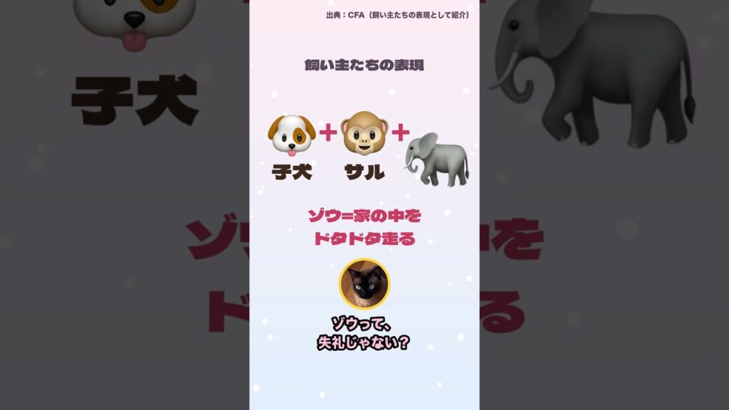 トンキニーズの意味は「東京の猫」、でも生まれは北米 #shorts トンキニーズの意味は「東京の猫」、でも生まれは北米 #shorts