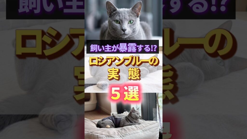 【飼い主が暴露】ロシアンブルーのリアルな実態５選  #猫を飼う#ねこ #ロシアンブルー#猫初心者  #猫あるある