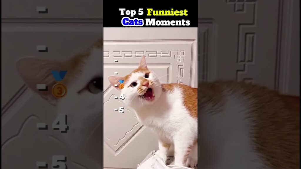 funny cat videos try not to laugh ❤️ part 19