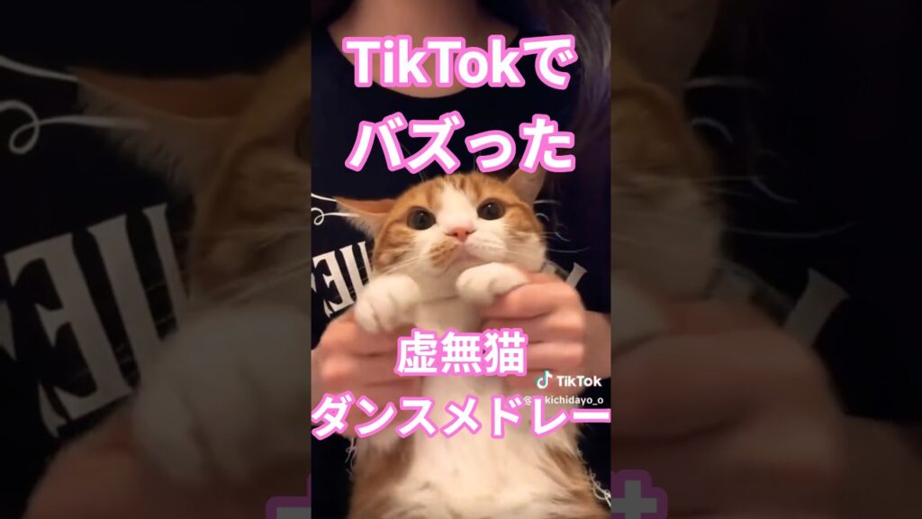 【マンチカン】M!LK虚無猫ダンスメドレー