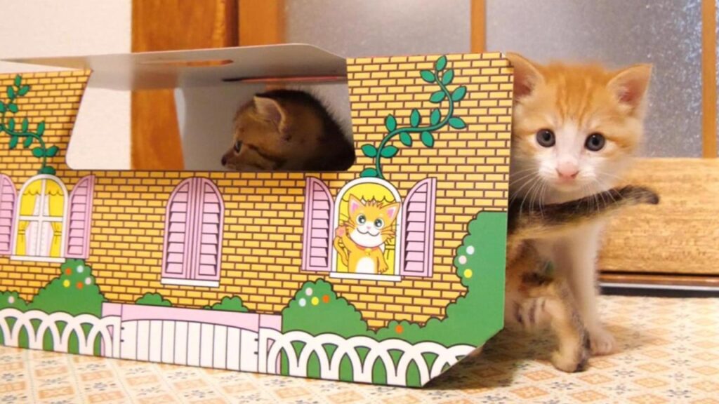 かわいい子猫達がホイホイされました【赤ちゃん猫 保護猫】【字幕付き】 かわいい子猫達がホイホイされました【赤ちゃん猫 保護猫】【字幕付き】