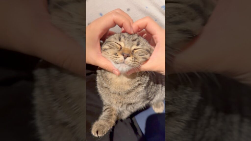 子猫の頃からよく鳴く猫 #cat #kitten 子猫の頃からよく鳴く猫 #cat #kitten