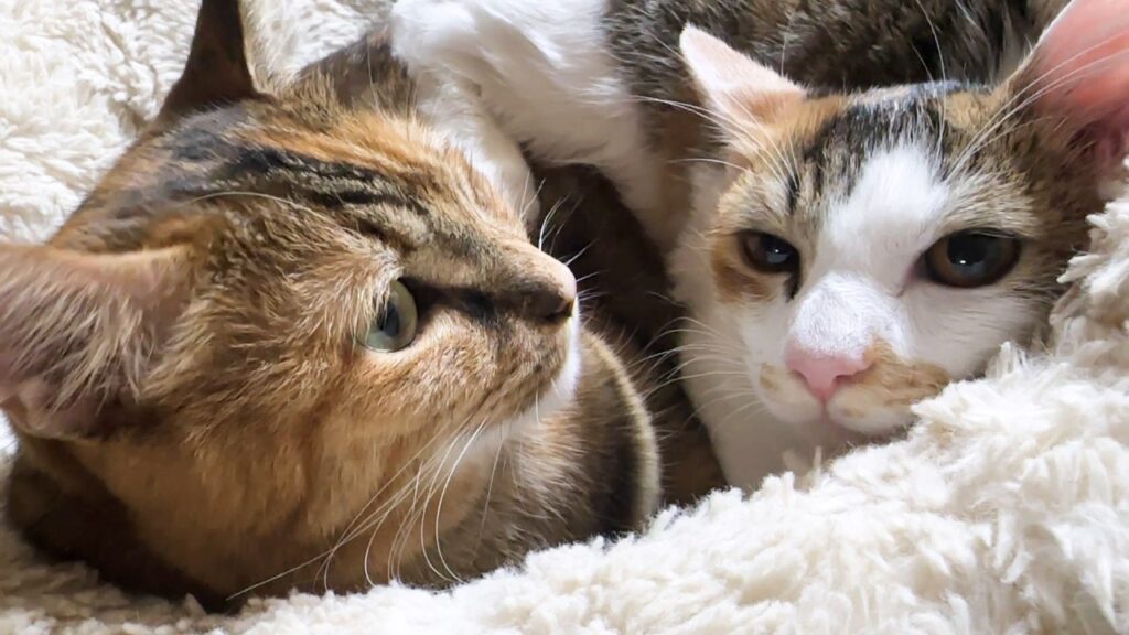 不器用な猫が初めて子猫をぺろぺろ…その姿に胸がいっぱいになりました