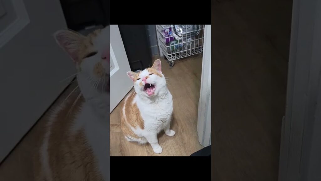 Begging or smoker or zombie #cat #kitty #kitten #funnycats @sikogames6