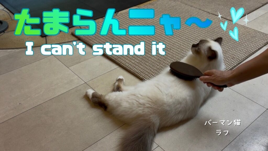 バーマン猫ラフ【たまらんニャ〜】I can't stand it（バーマン猫）Birman/Cat
