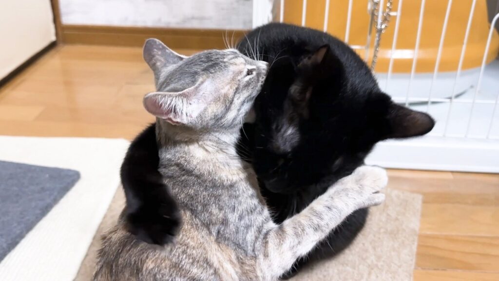 甘える子猫を見ていたら、思わず甘えたくなった子猫が可愛すぎます 甘える子猫を見ていたら、思わず甘えたくなった子猫が可愛すぎます