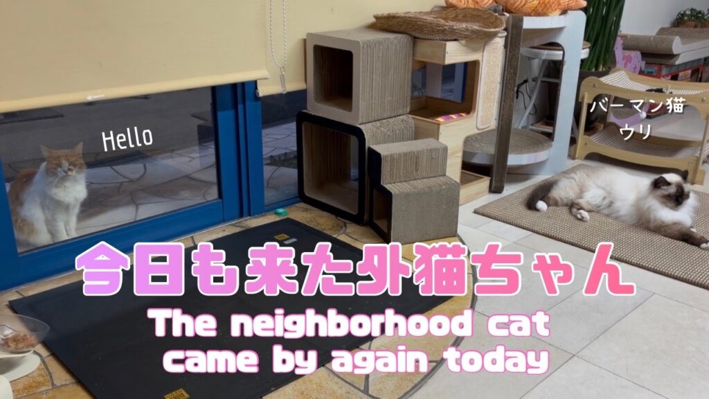 バーマン猫ガブとウリとラフ【今日も来た外猫ちゃん】The neighborhood cat came by again today（バーマン猫）Birman/Cat