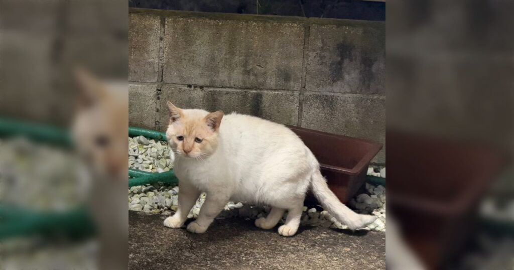「なんでこんなに悲しそうなの」仕事終わりに事務所で見つけた猫の表情がしょんもりしすぎ…だが身体はまるまるとしていてかわいい – Togetter 「なんでこんなに悲しそうなの」仕事終わりに事務所で見つけた猫の表情がしょんもりしすぎ…だが身体はまるまるとしていてかわいい - Togetter