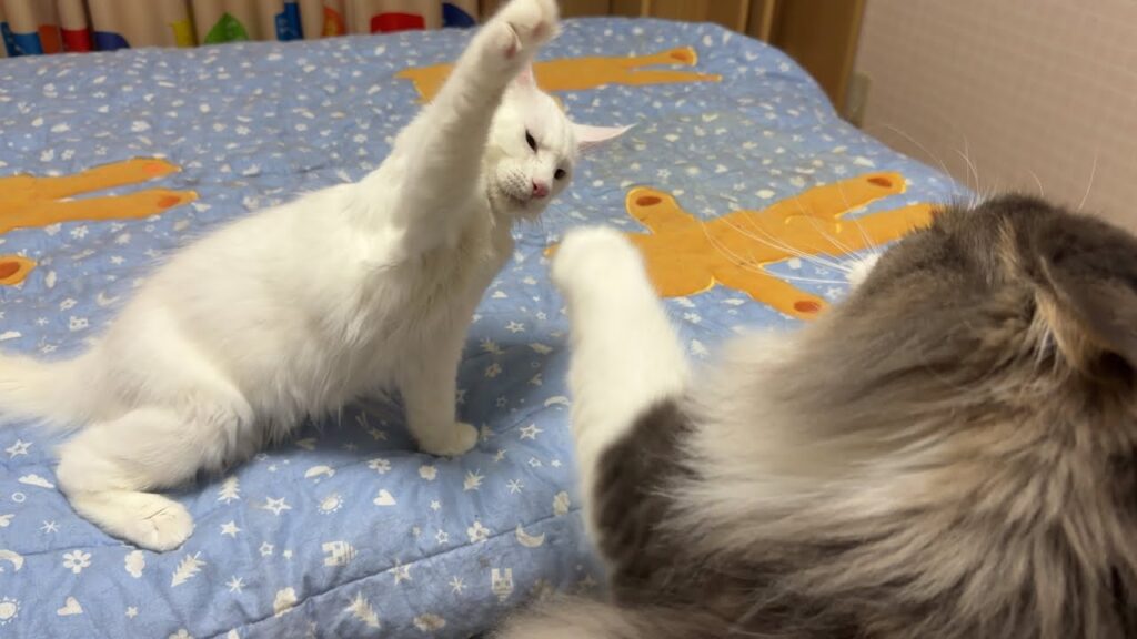 【覚醒】寝る前が1番元気な仔猫wwwノルウェージャンフォレストキャット、メインクーン 【覚醒】寝る前が1番元気な仔猫wwwノルウェージャンフォレストキャット、メインクーン