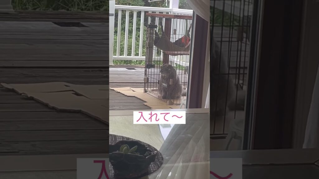 入りたいよー #ねこ動画 #アメリカンカール