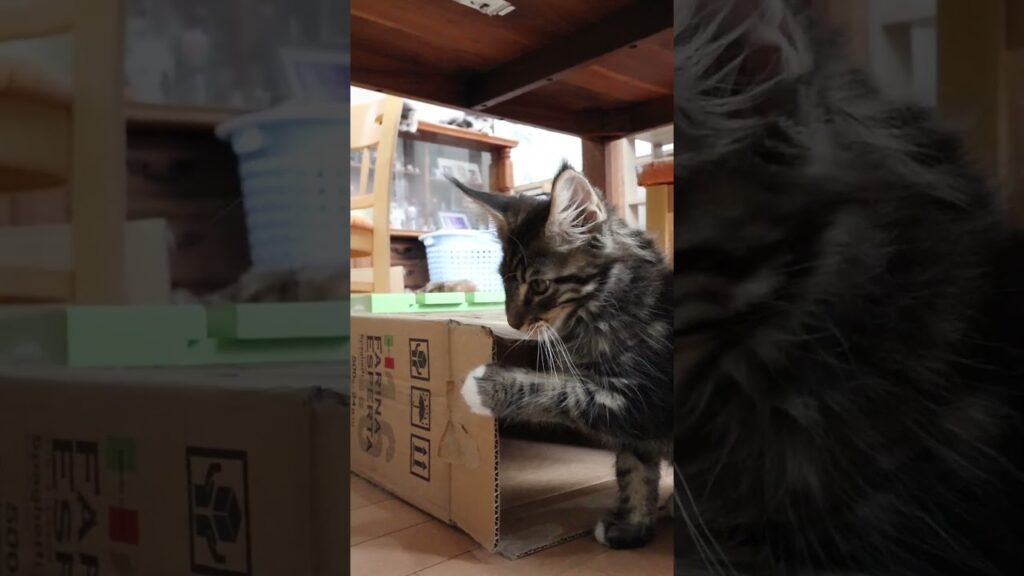 ラブリーなメインクーン子猫エミリーちゃん