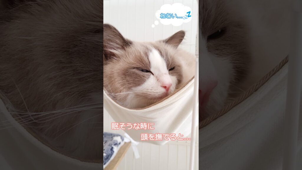 眠そうな時に頭を撫でると...　#shorts #ragdoll