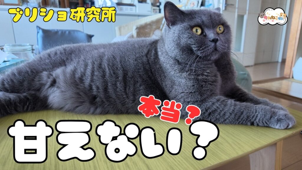ブリティッシュショートヘアは本当に甘えないのか？【7年間暮らして検証しました】