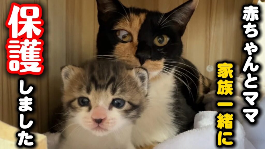 保護した子猫が必死に訴えてきました