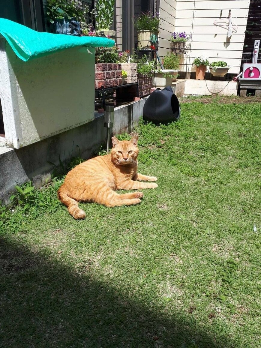 「これが、こう」猫を保護する前と後のビフォーアフター 外にいるときよりも「強そう」な姿にホッコリ