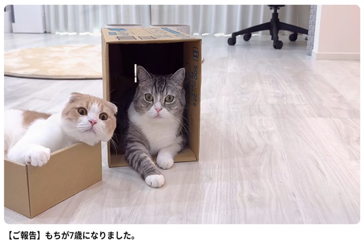 YouTube　もちまる日記　引退